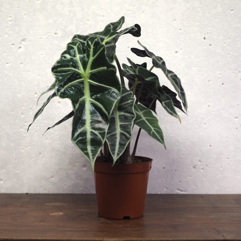 Alocassia Polly