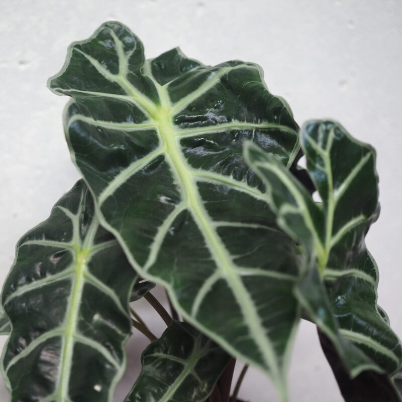 Alocassia Poly leaf detail
