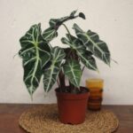 Alocasia poly plant