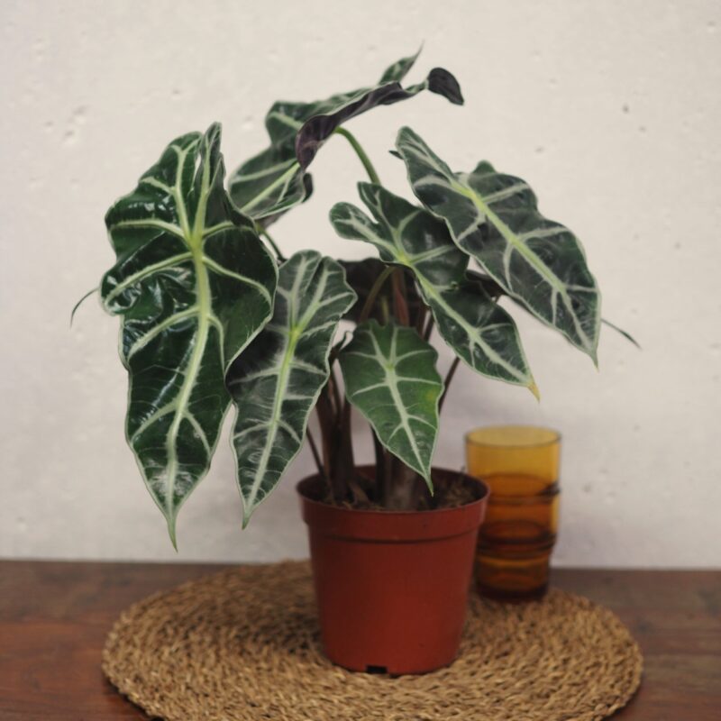 Alocasia poly plant