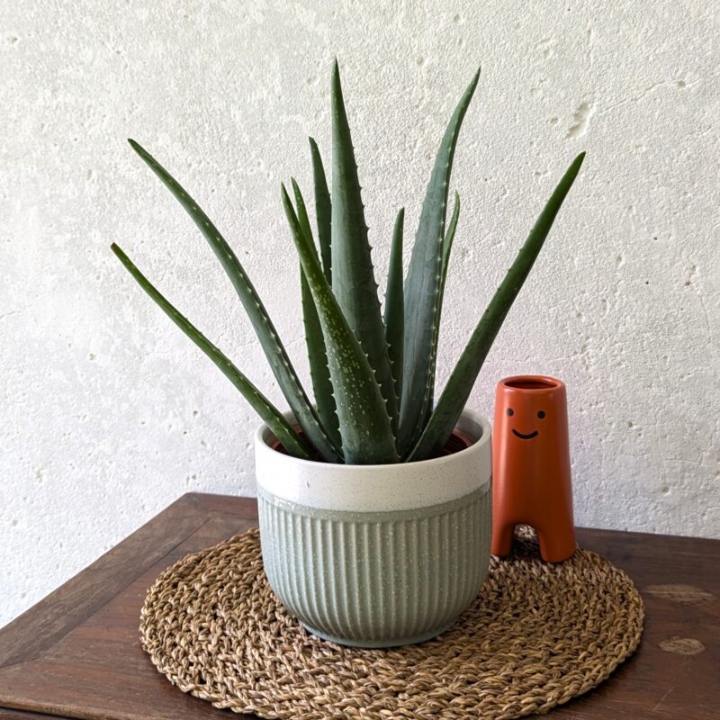 Aloe Vera in a pot