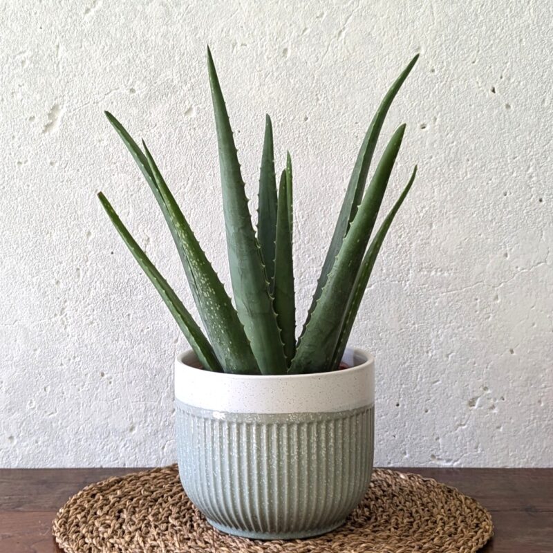 Aloe Vera in a pot