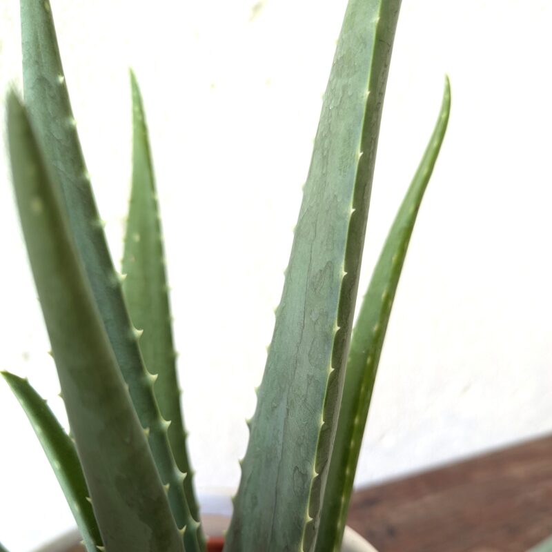 Aloe Vera detail