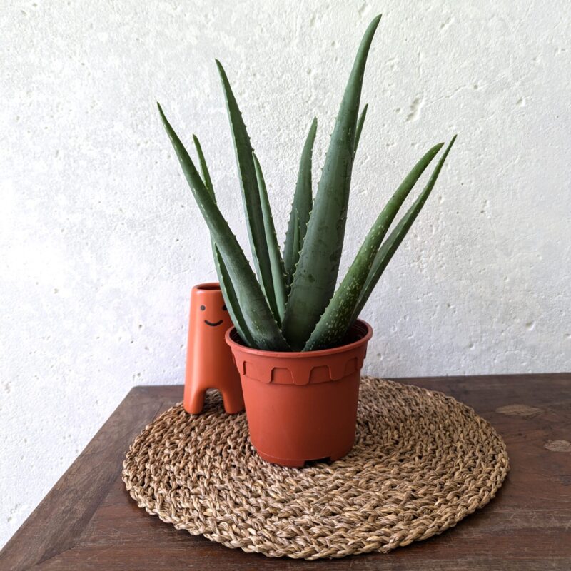 Aloe vera