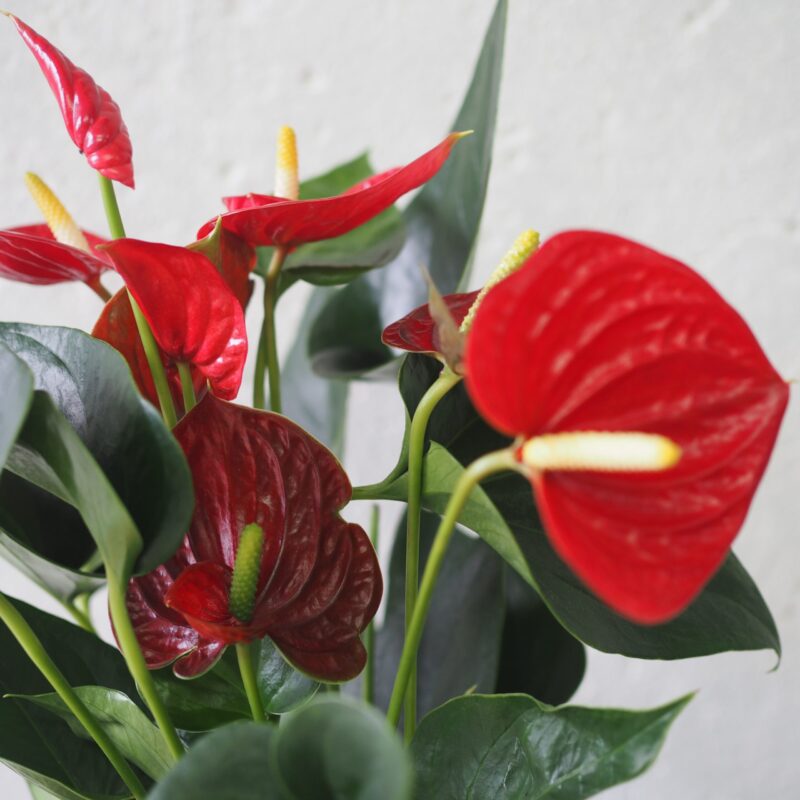 Anthurium red