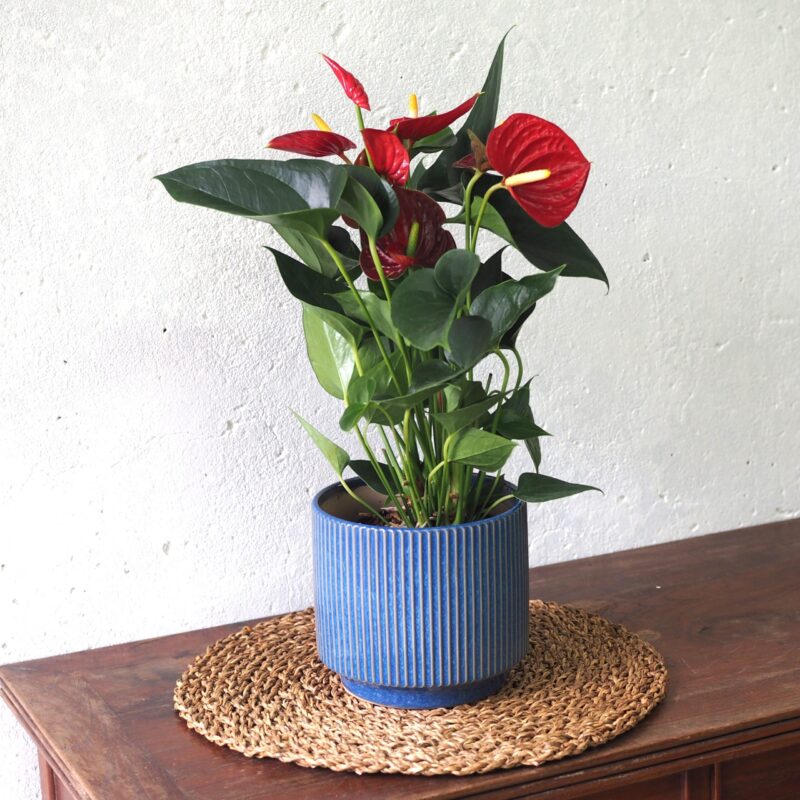 Anthurium red