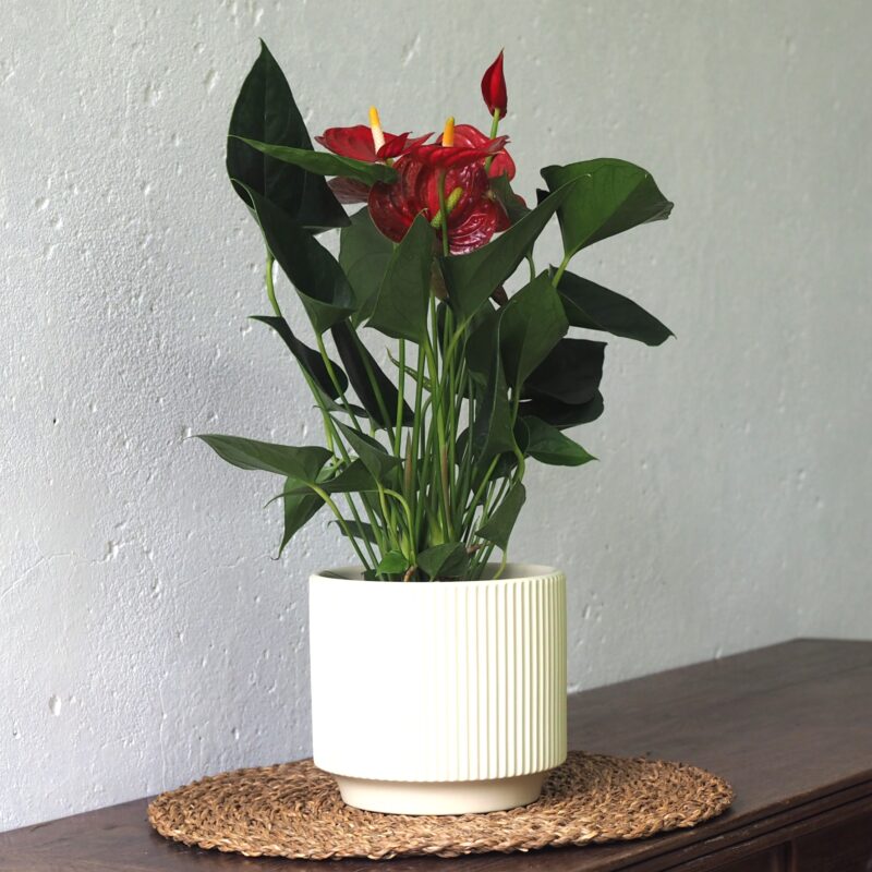 Anthurium red