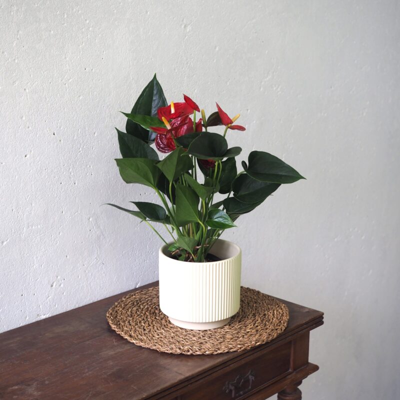 Anthurium red in white pot
