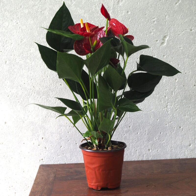 Anthurium red in grow pot