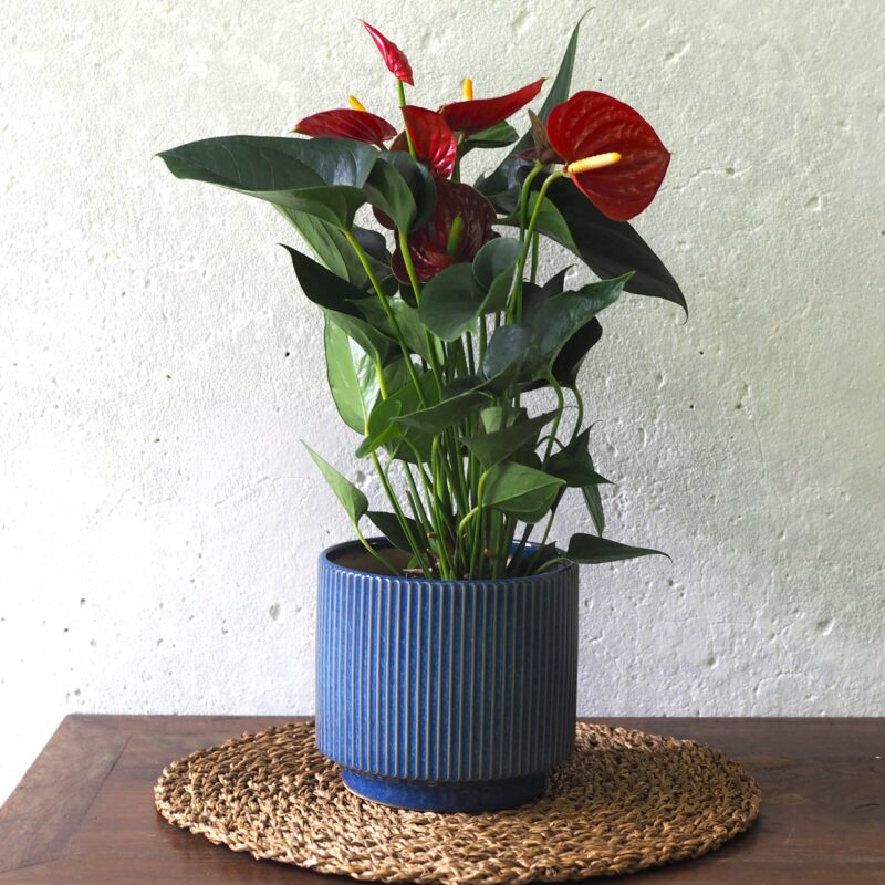 Anthurium red in a blue pot