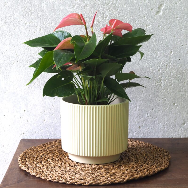 Anthurium Pink