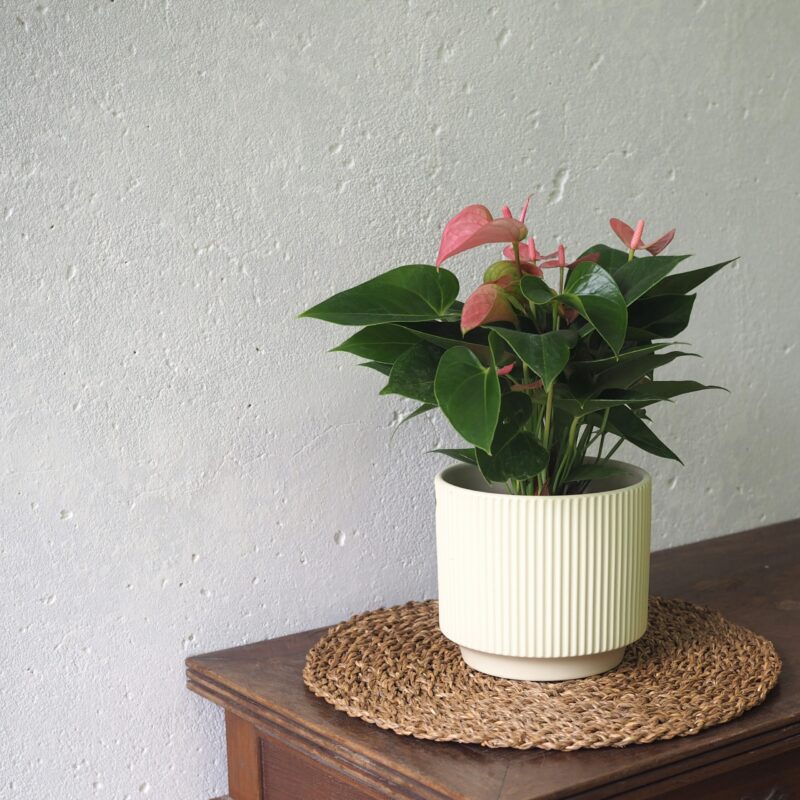 Anthurium Pink