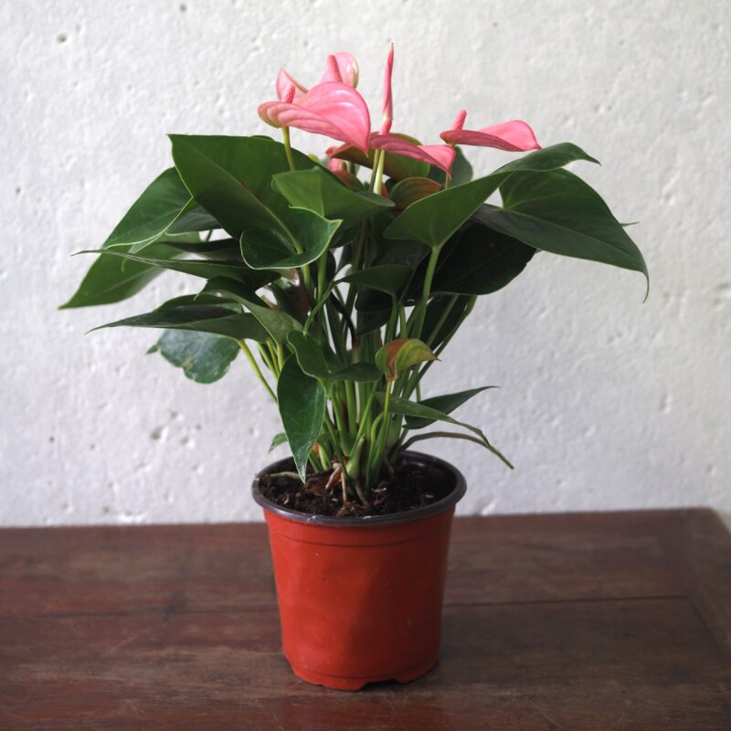 Anthurium Pink