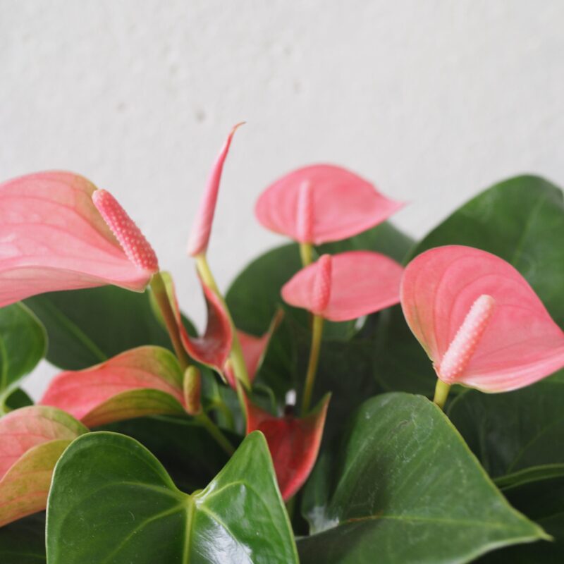 Anthurium Pink