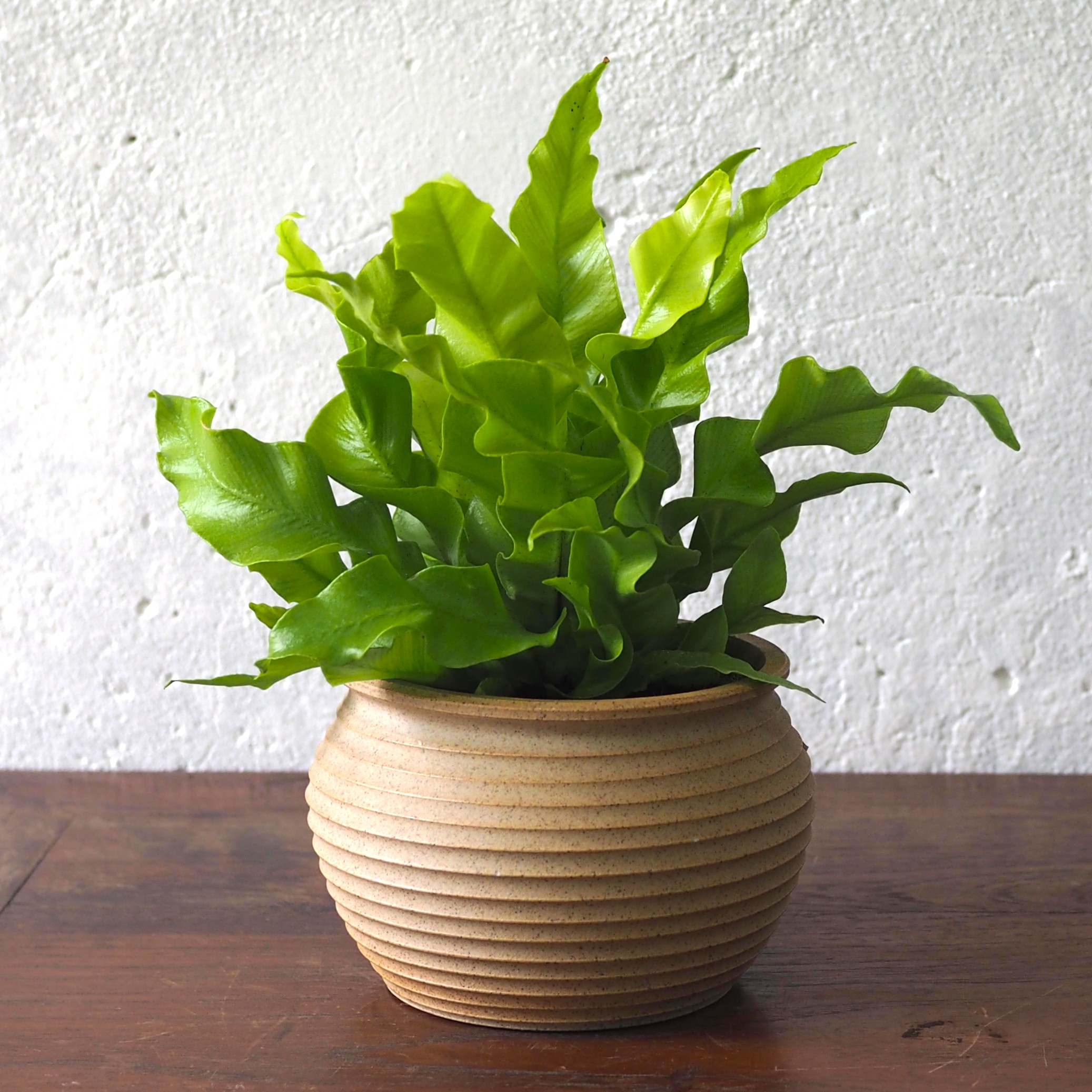 Asplenium Curly Wave - Image 8
