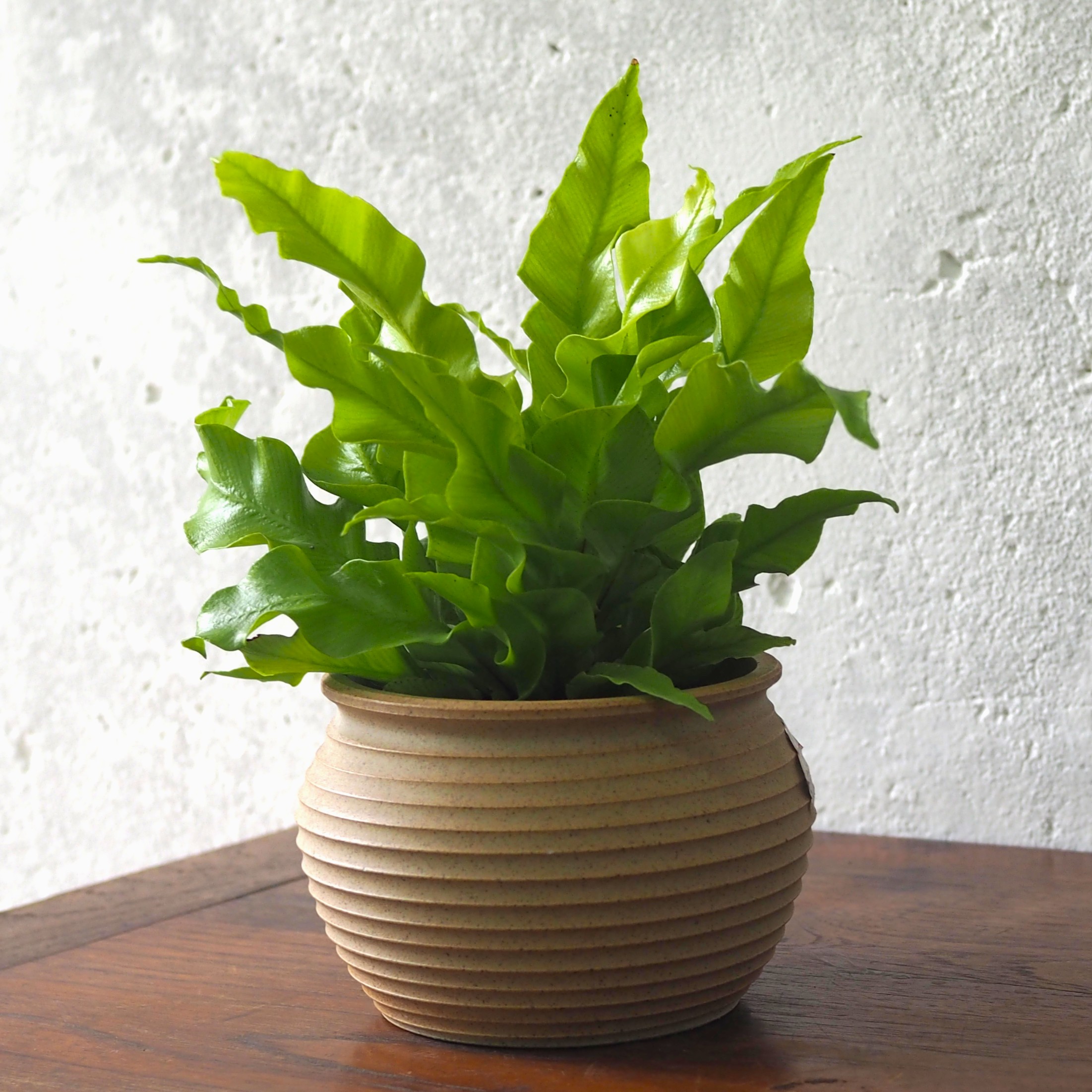 Asplenium Curly Wave - Image 7
