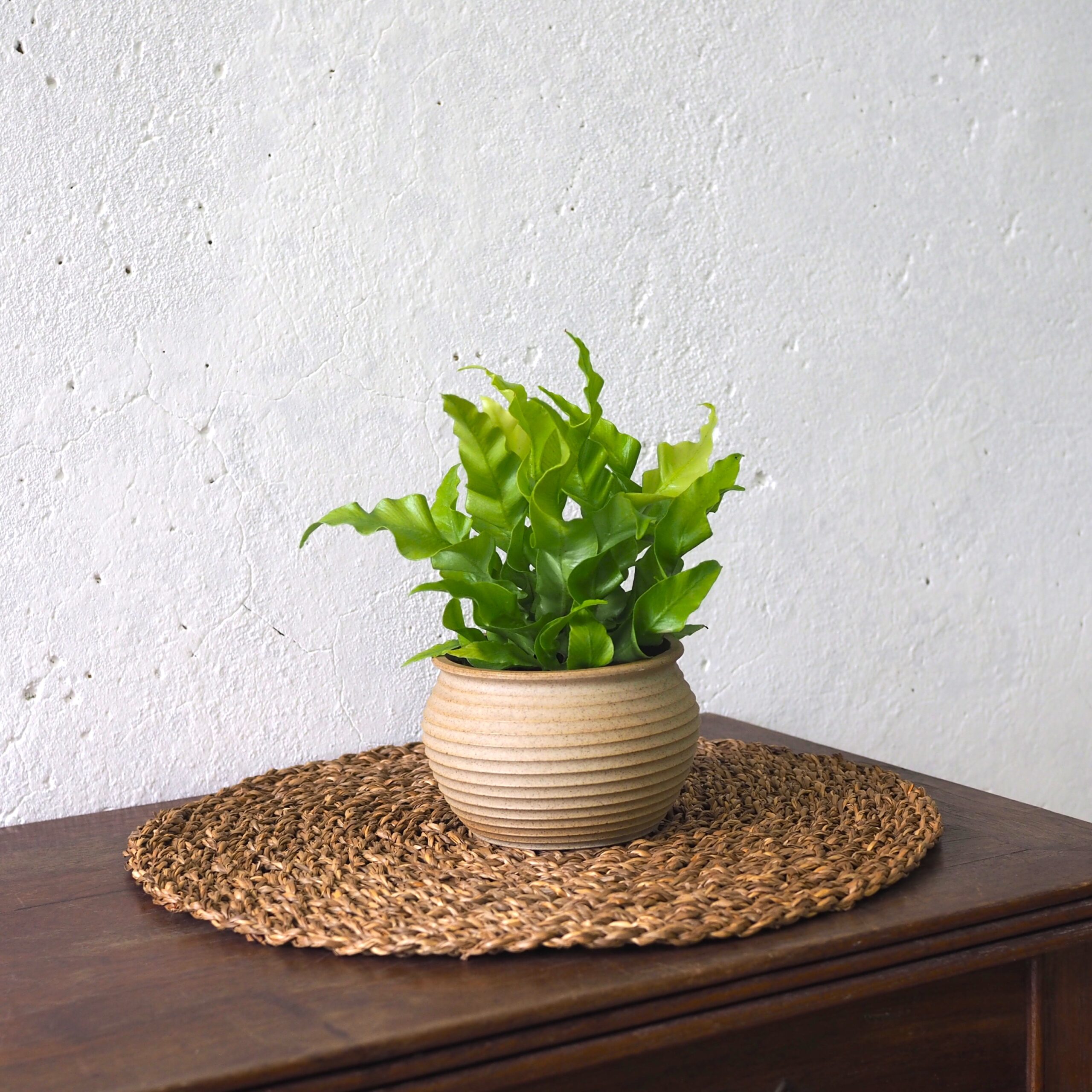 Asplenium Curly Wave
