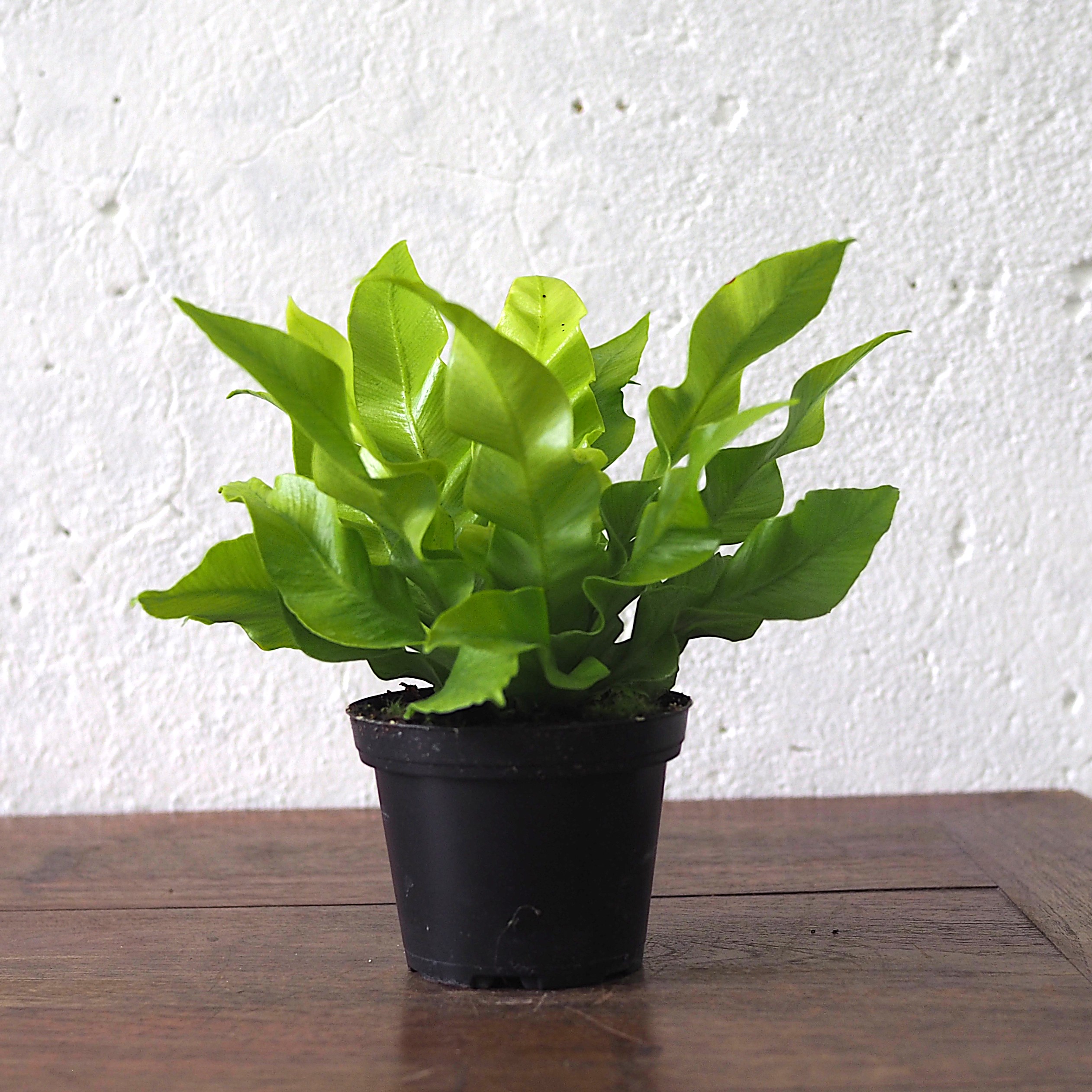 Asplenium Curly Wave - Image 5