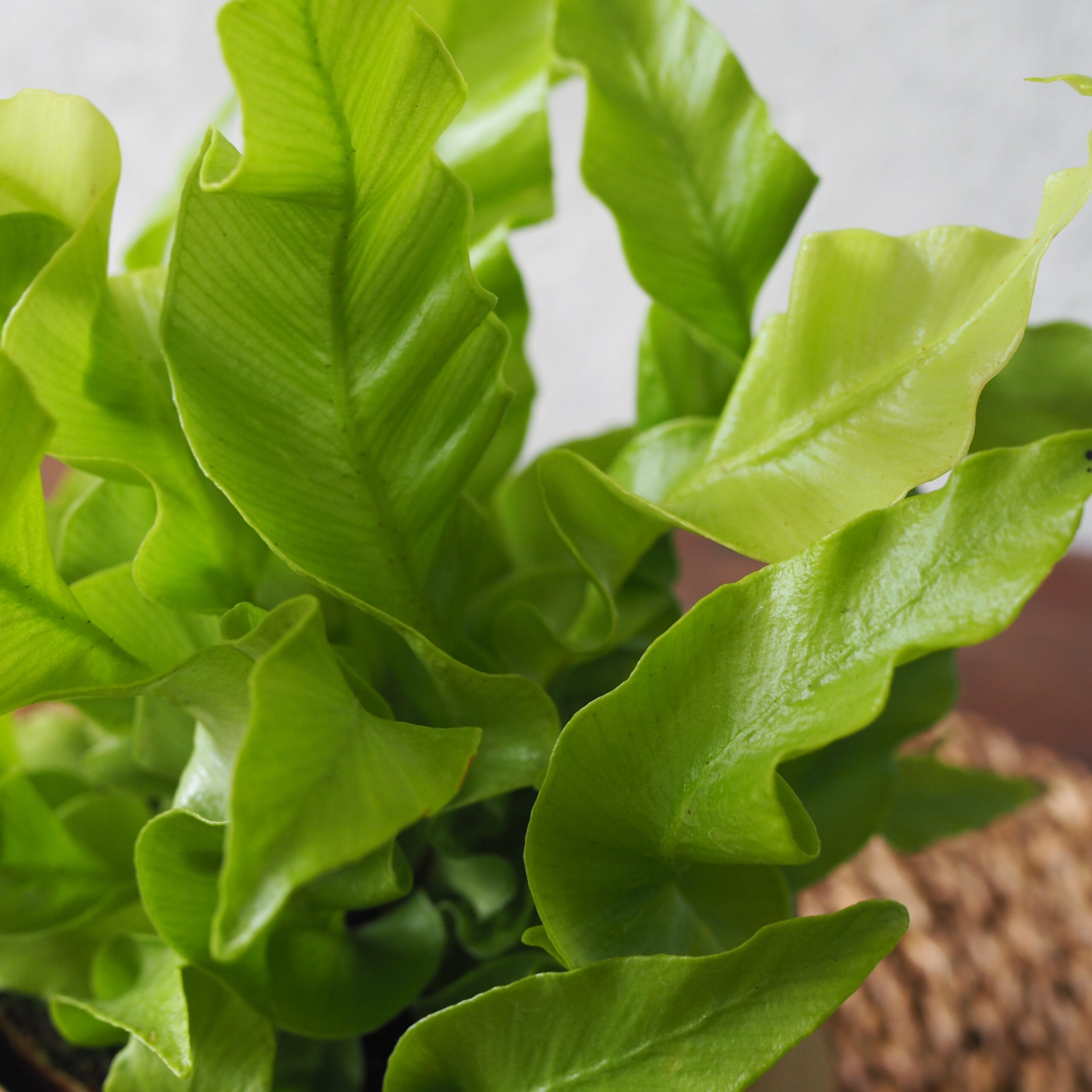 Asplenium Curly Wave - Image 4