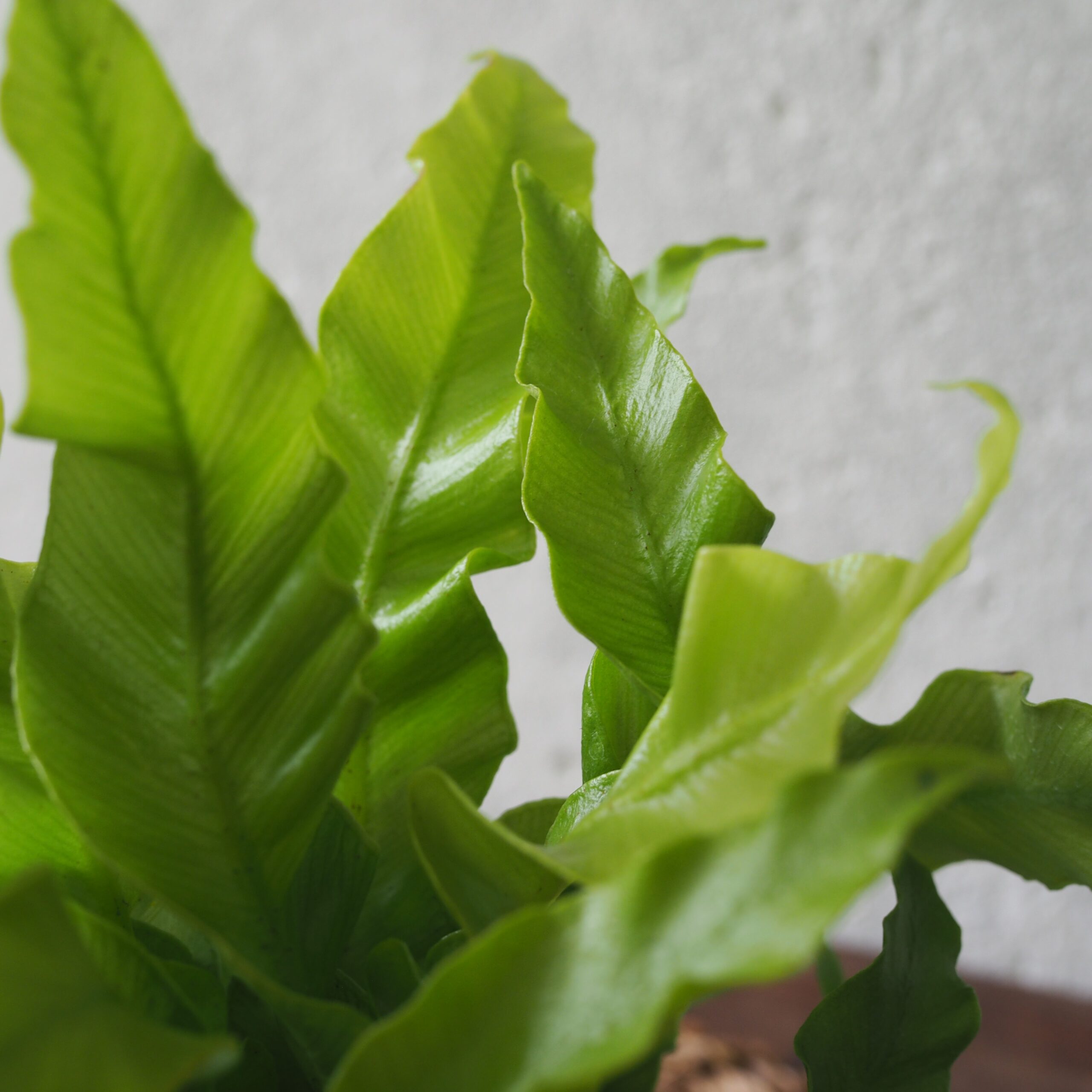 Asplenium Curly Wave - Image 3