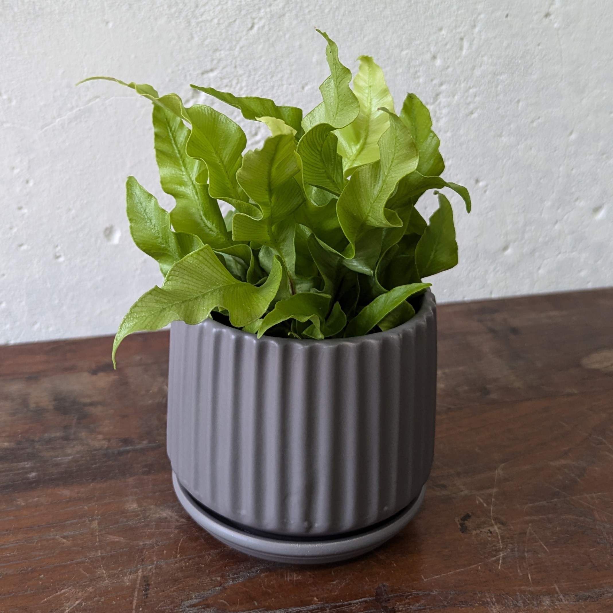Asplenium Curly Wave - Image 2