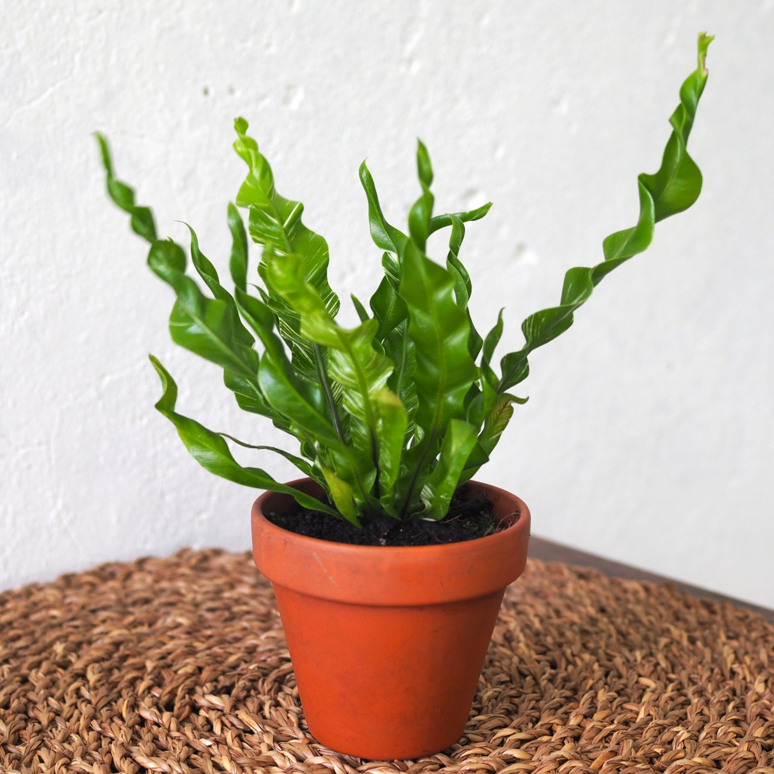 Asplenium Fuzzy Variegated
