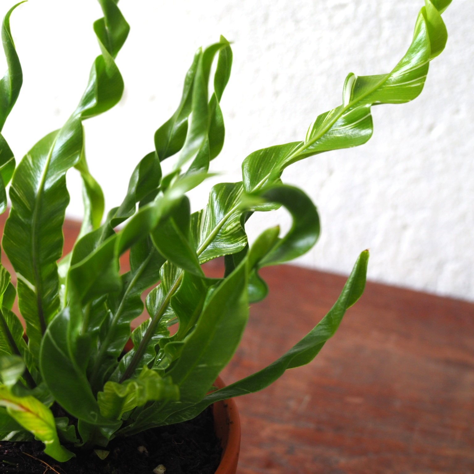 Asplenium Fuzzy Variegated - Image 3