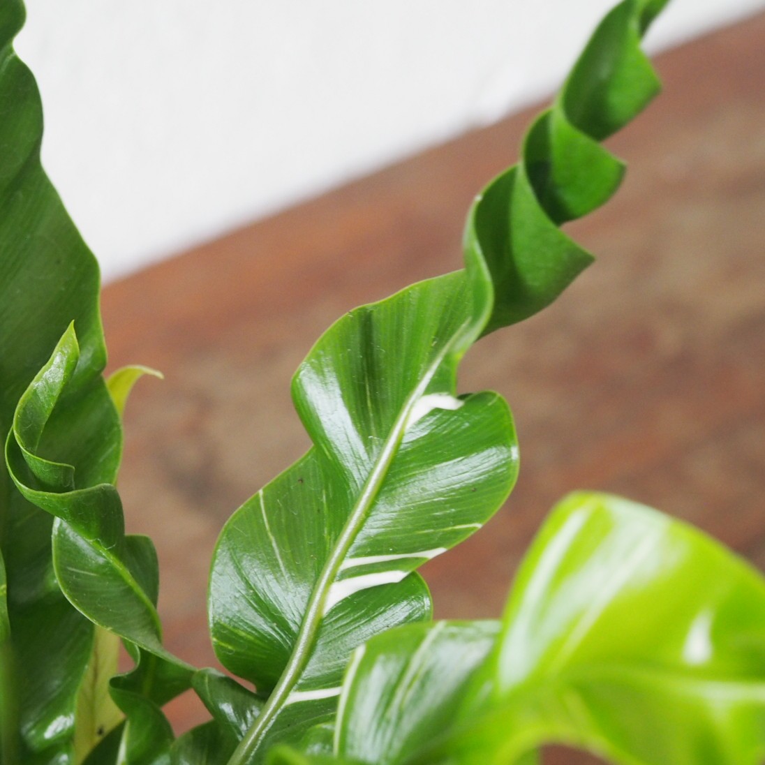Asplenium Fuzzy Variegated - Image 4