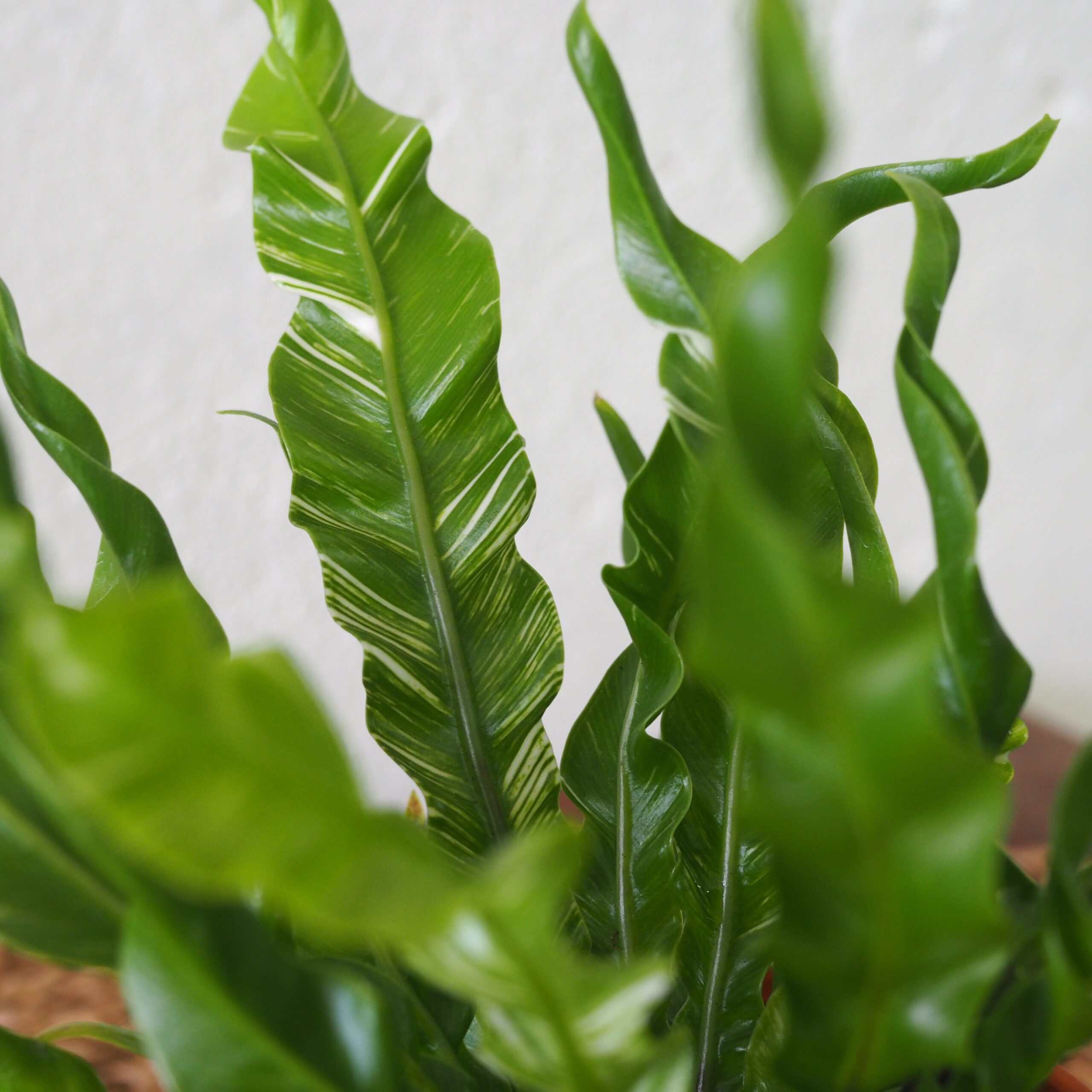 Asplenium Fuzzy Variegated - Image 6
