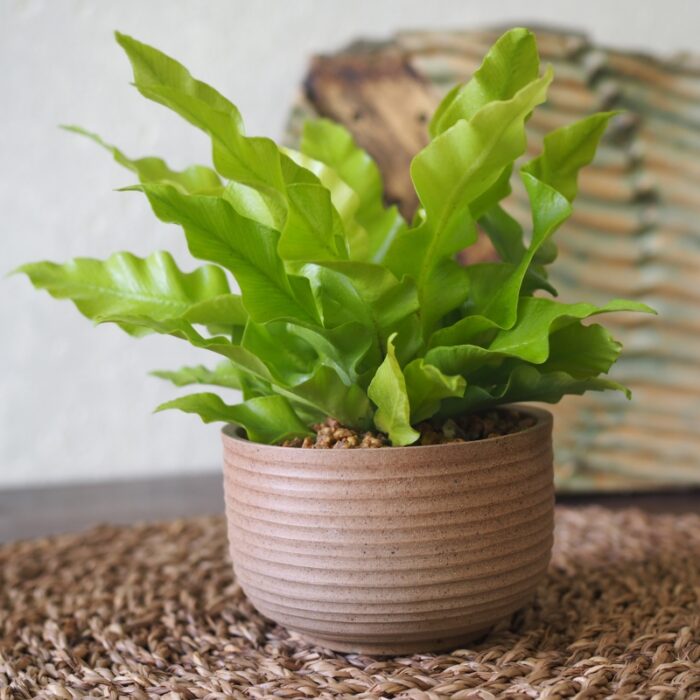 Asplenium Curly Wave
