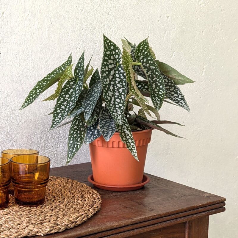 Begonia Maculata on a table
