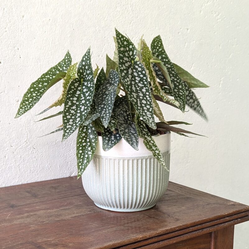 Begonia Maculata in ceramic pot