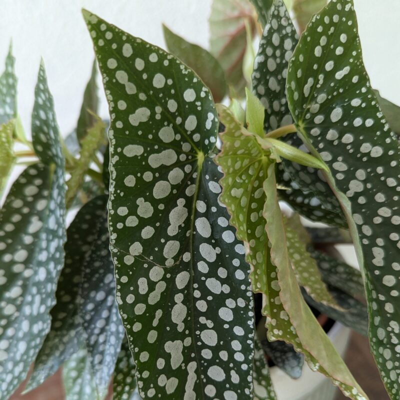 Begonia Maculata details