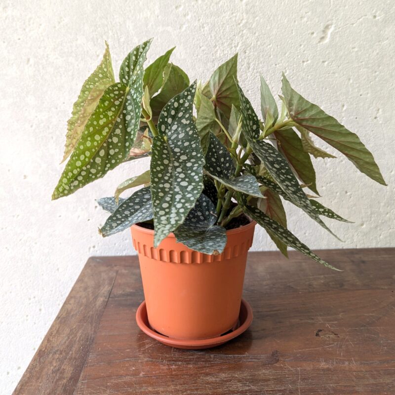 Begonia Maculata in grow pot