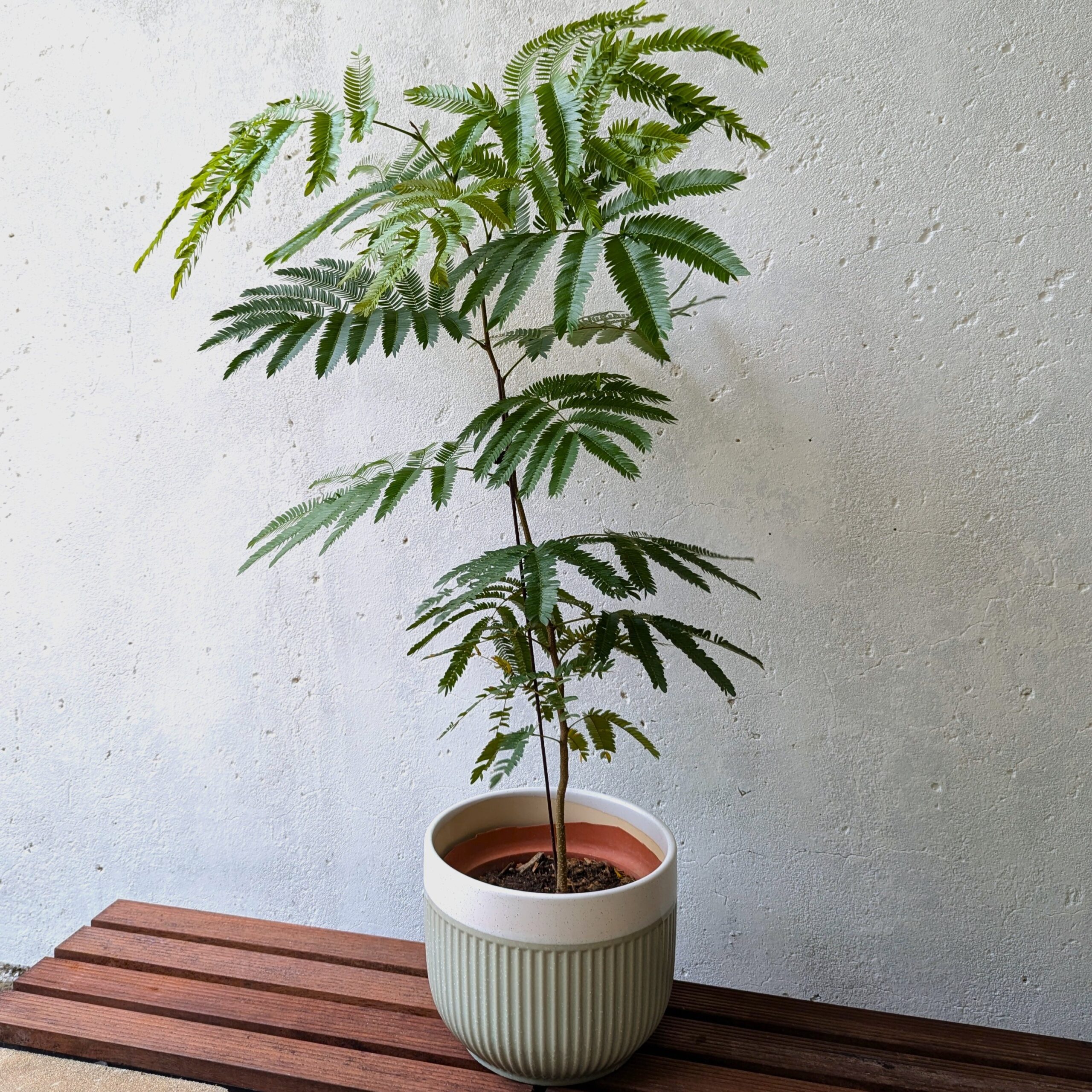 Everfresh Plant - Image 2