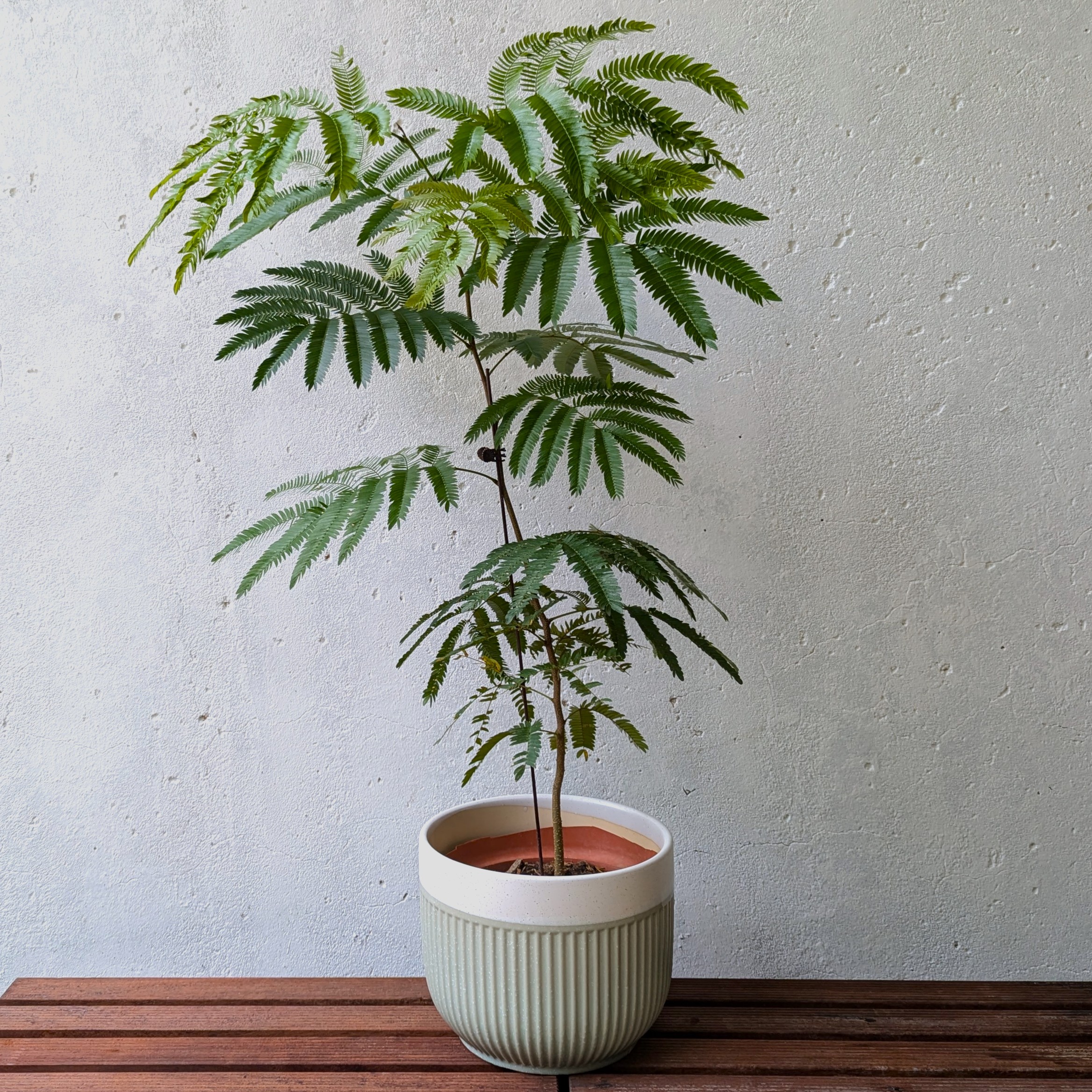 Everfresh Plant