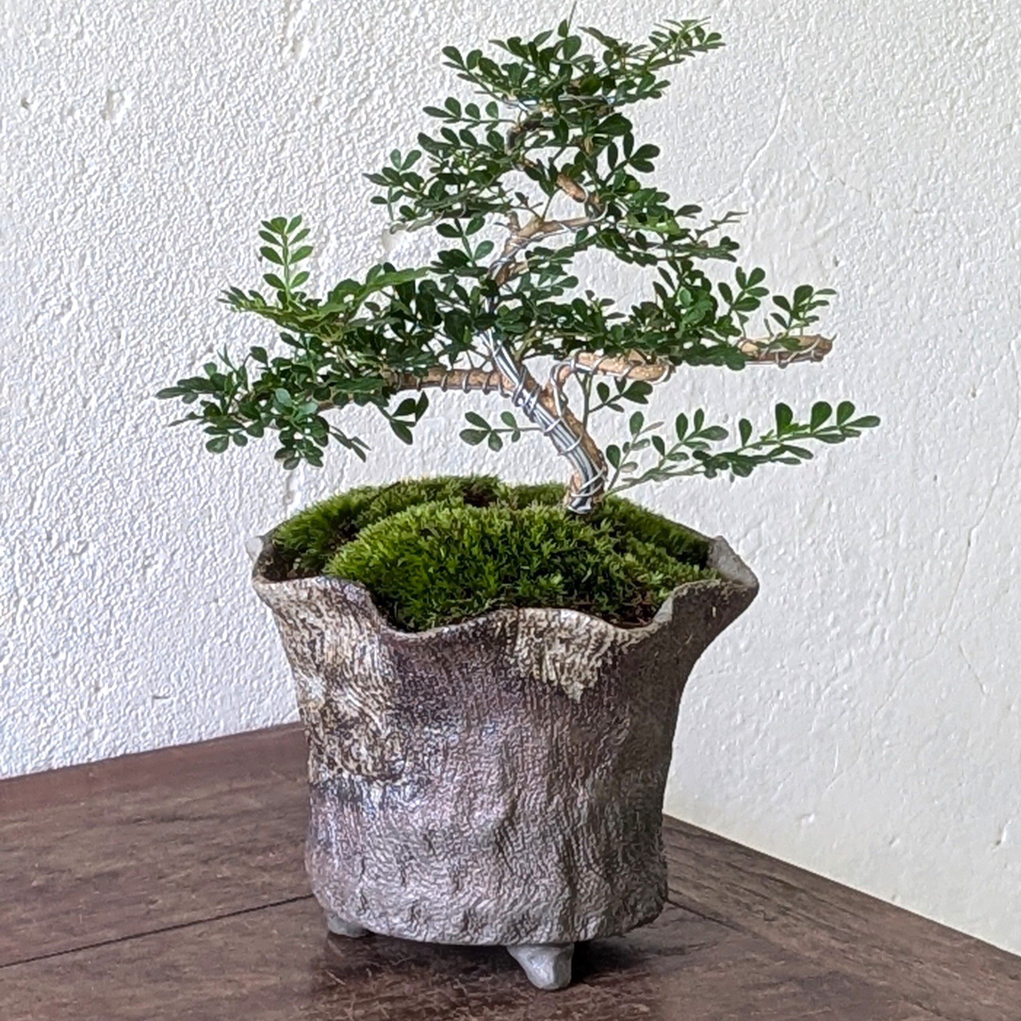 Feroniella Bonsai with Moss – Handmade Japanese Ceramic Pot - Image 6