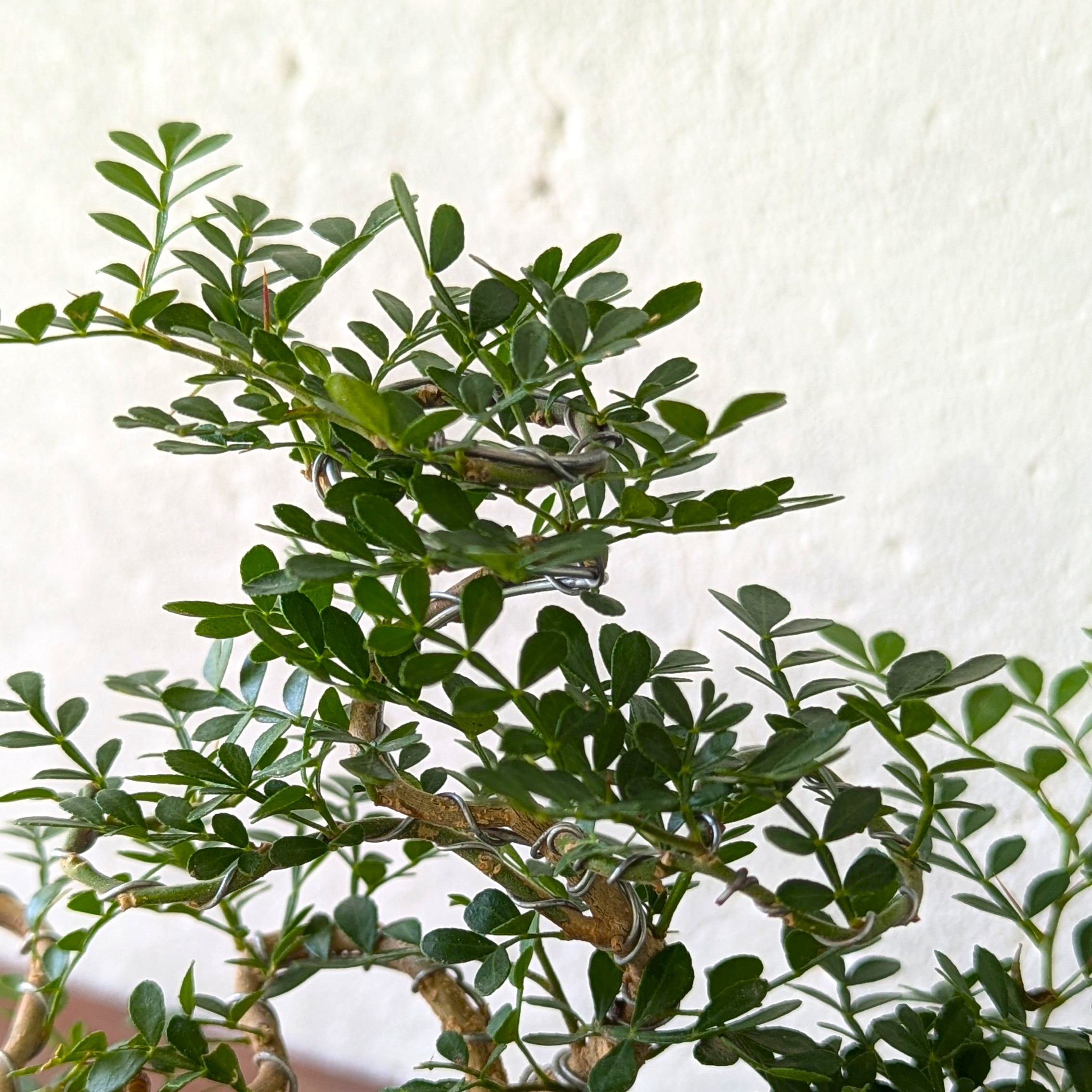 Feroniella Bonsai with Moss – Handmade Japanese Ceramic Pot - Image 5