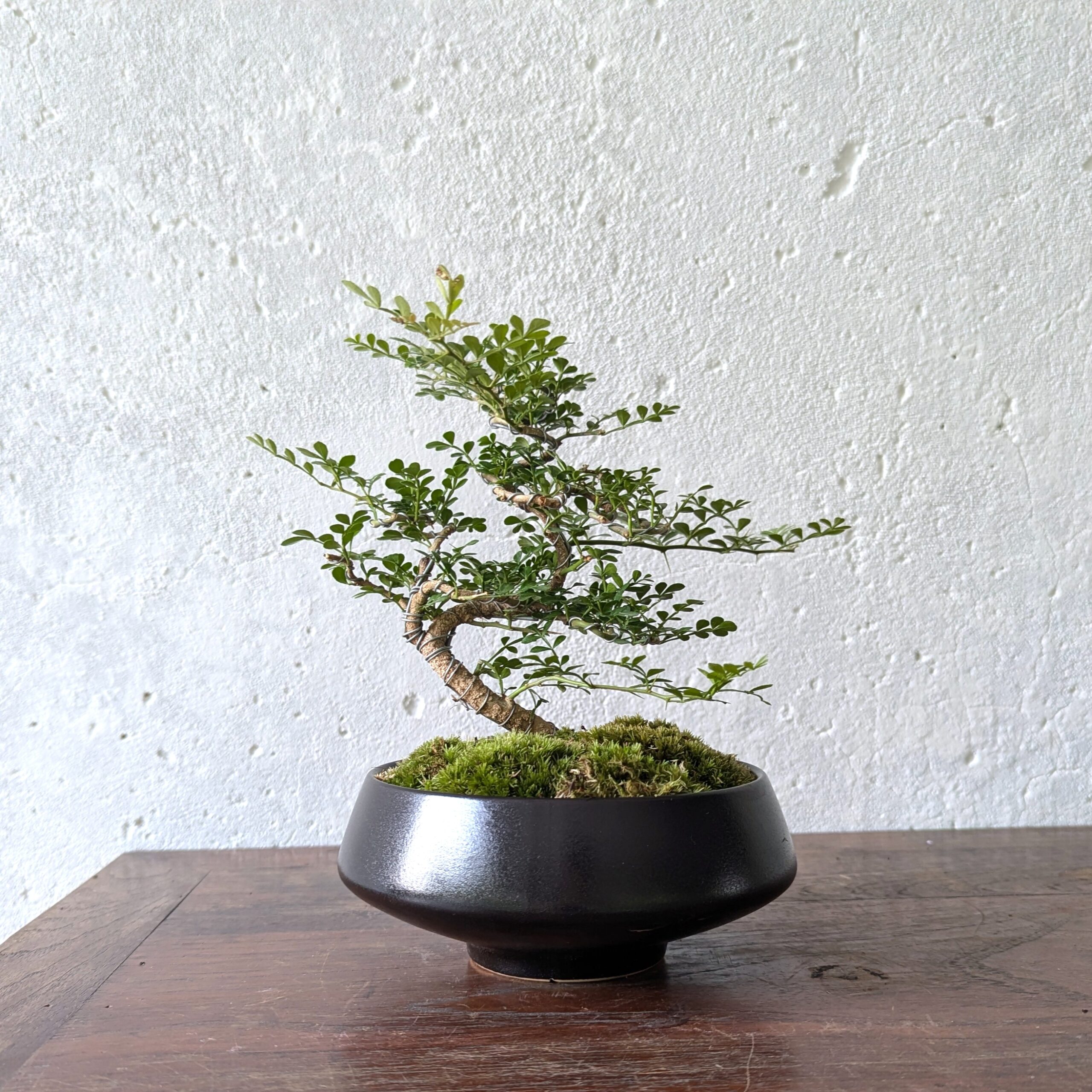 Feroniella Bonsai