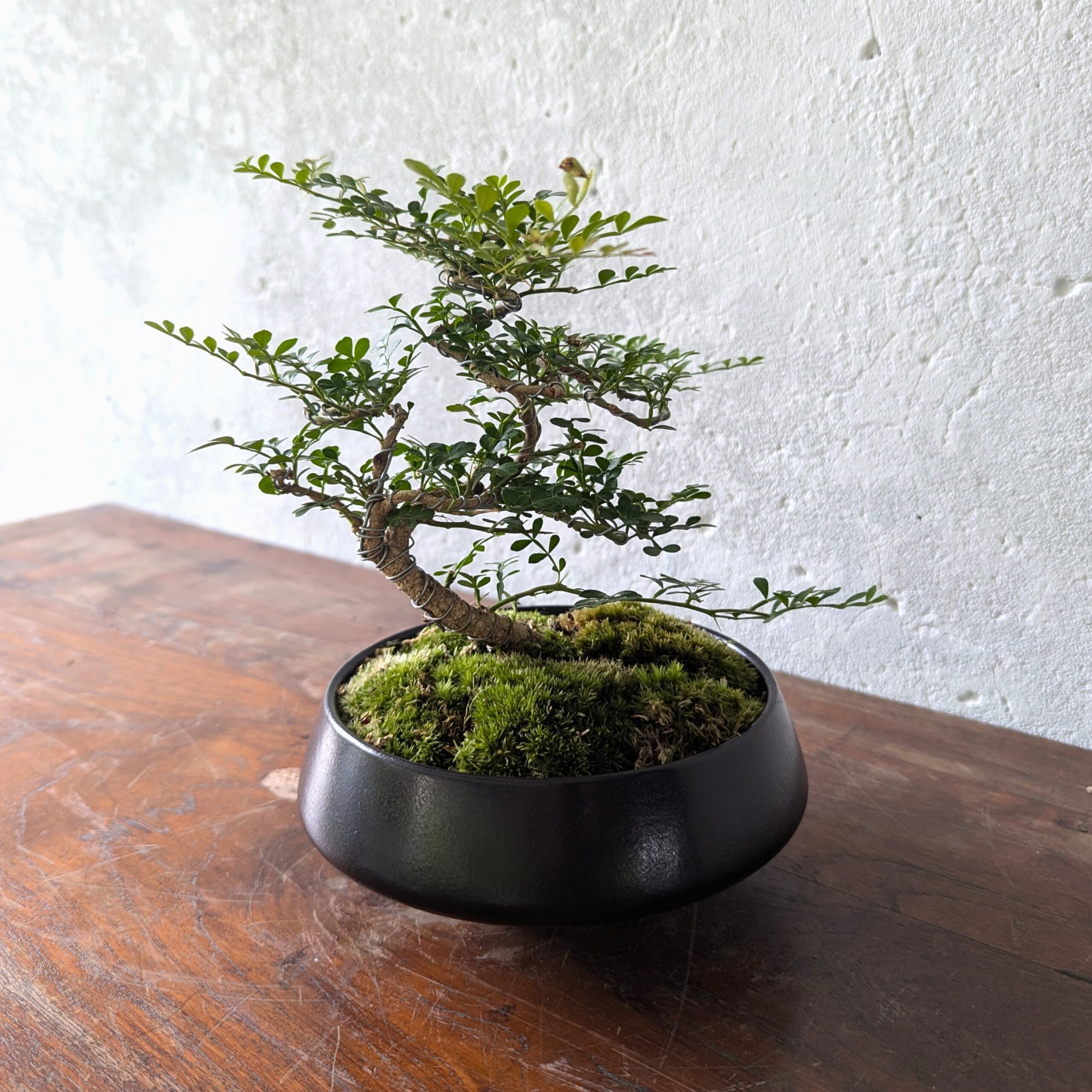 Feroniella Bonsai - Image 2