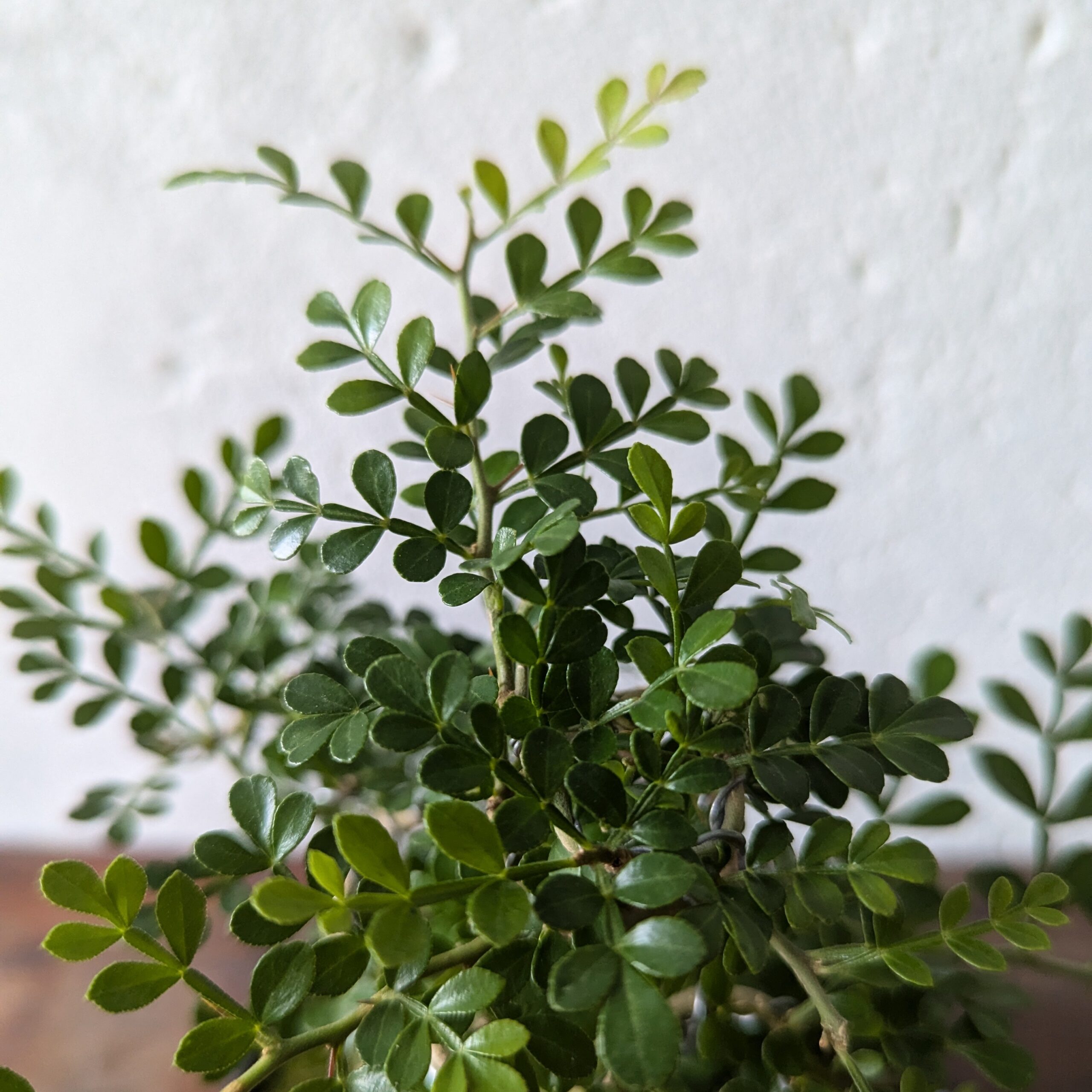 Feroniella Bonsai - Image 2