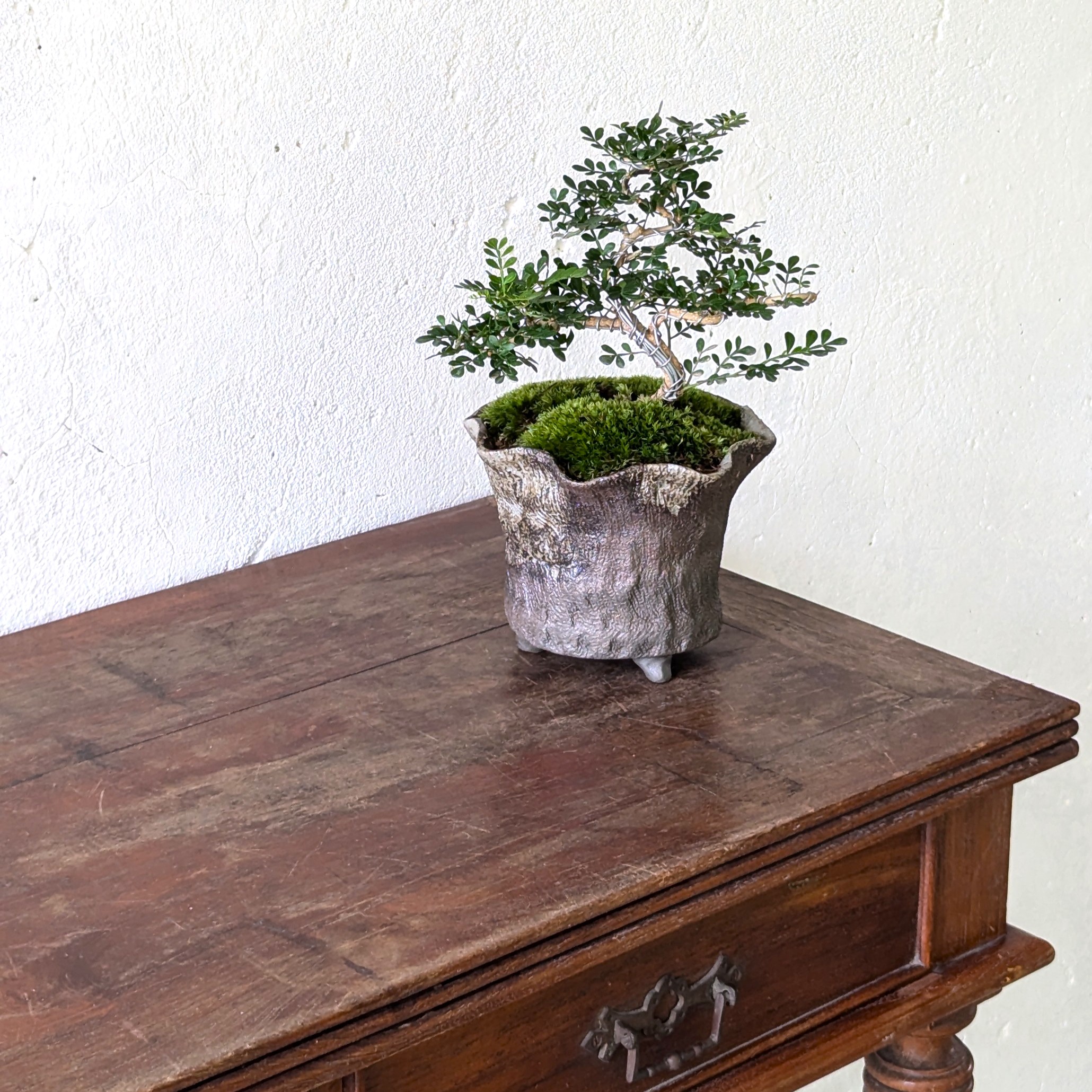 Feroniella Bonsai with Moss – Handmade Japanese Ceramic Pot - Image 3