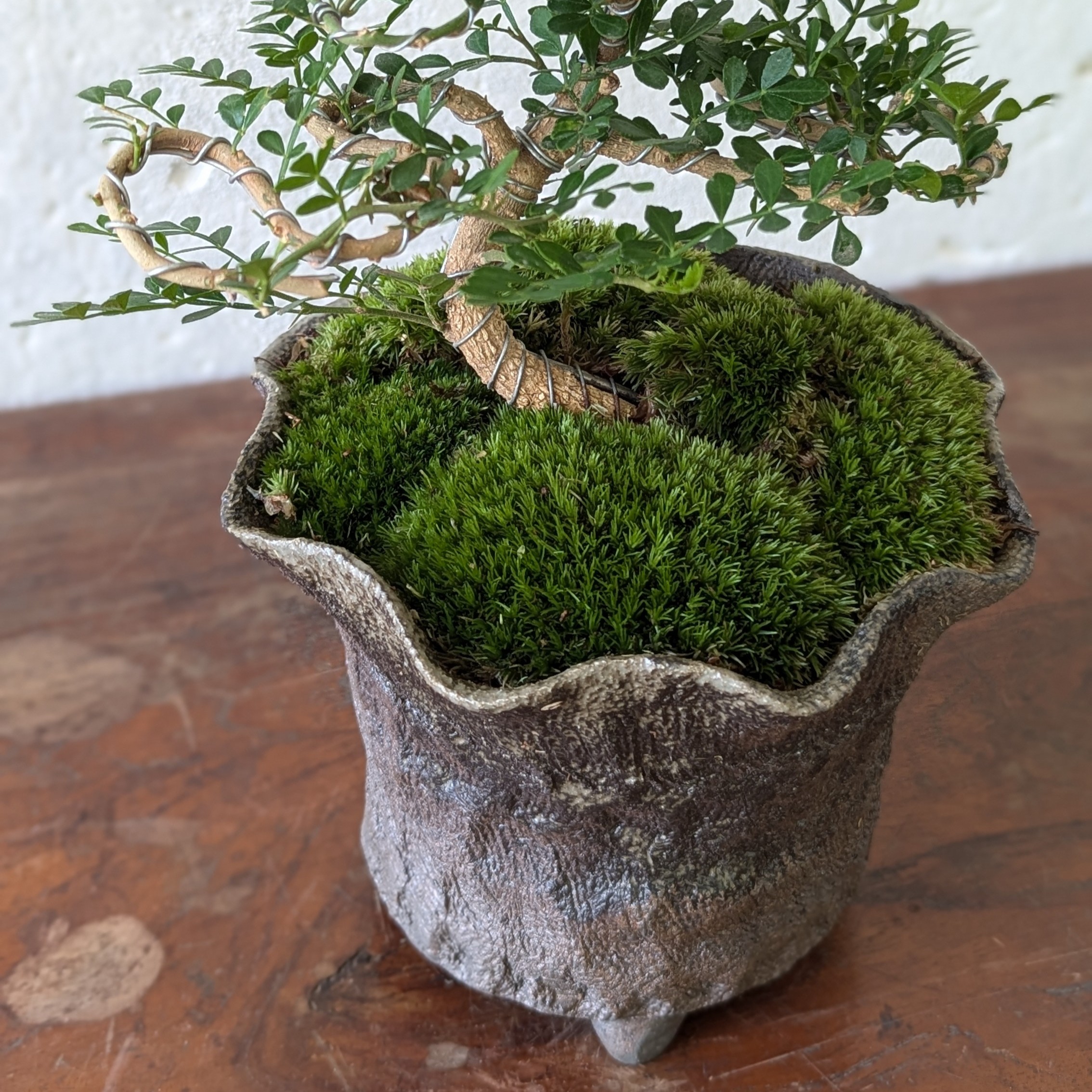 Feroniella Bonsai with Moss – Handmade Japanese Ceramic Pot - Image 2