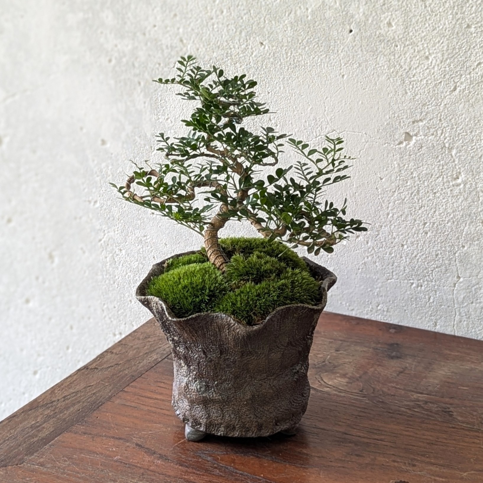Feroniella Bonsai with Moss – Handmade Japanese Ceramic Pot