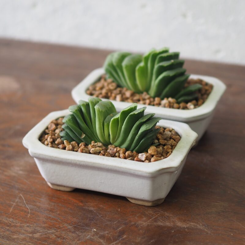 Haworthia Truncata-lime green
