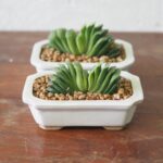 Haworthia Truncata-lime green