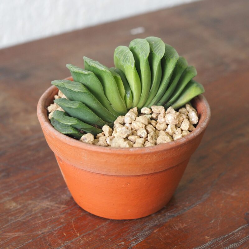 Haworthia-Truncata-lime-green