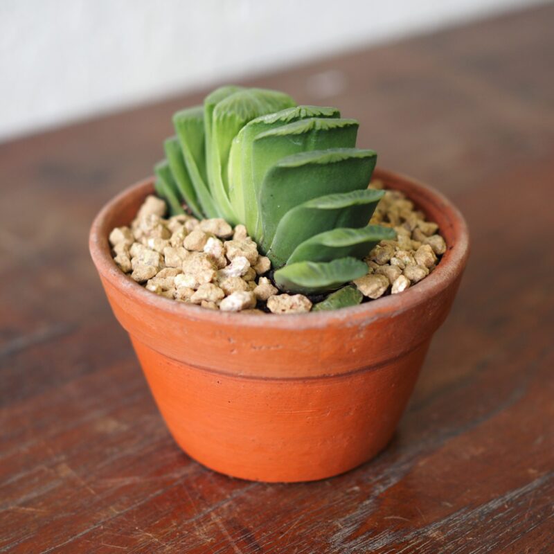 Haworthia-Truncata-lime-green