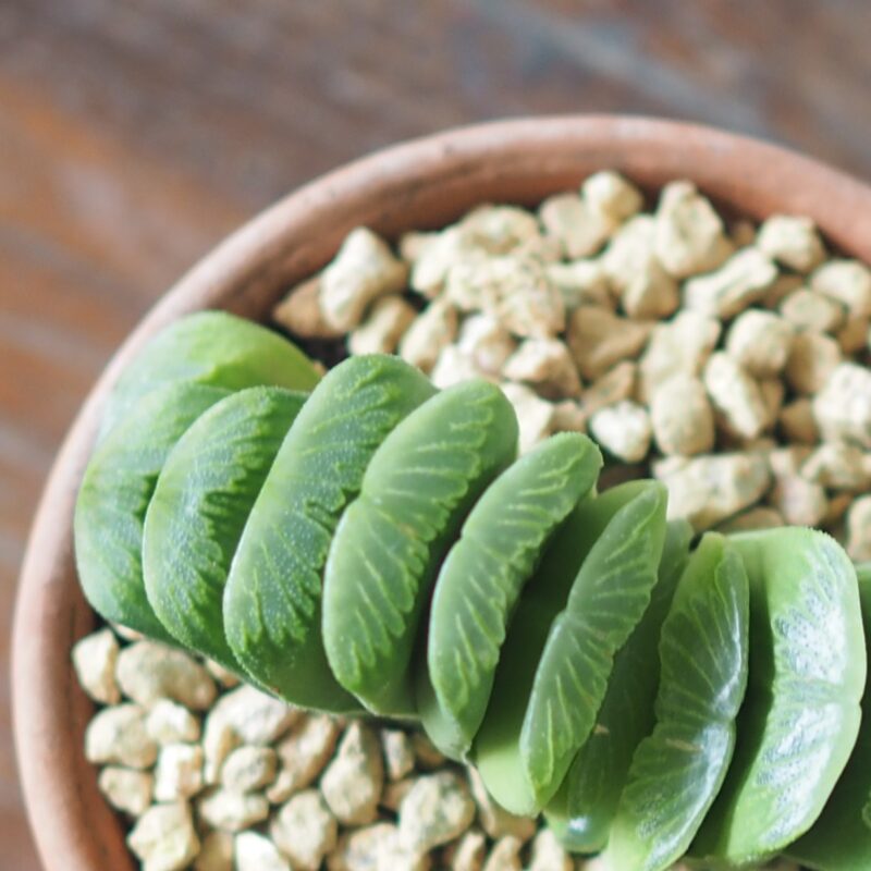 Haworthia-Truncata-lime-green