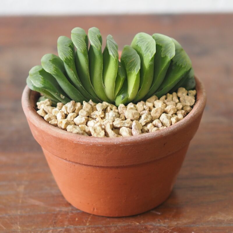 Haworthia-Truncata-lime-green